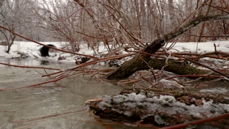 Cut-tree-logs-and-broken-ice-covered-tree-branches-in-a-stream-of-water-in-nature
