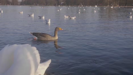 Swan-Swimming-past-tha-camera