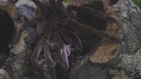 Tarantula-eating-a-mouse-in-slow-motion
