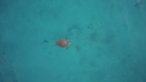Aerial-cenital-plane-shot-of-a-sea-turtle-in-the-Sea-of-Cortez