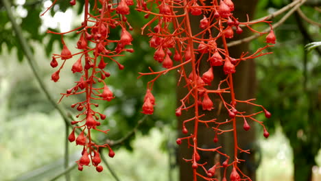 Blume-Des-Illawarra-Flammenbaums