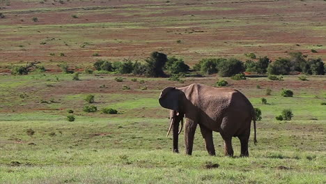 Weite-Aufnahme-Eines-Elefantenbullen,-Der-Gras-Im-Addo-elefanten-nationalpark-Afrika-Frisst