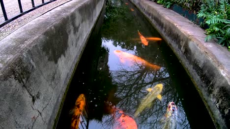 Koi-swim-in-the-irrigation-canals-around-the-Alamo-Mission