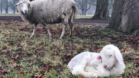 Newborn-lamb-sleeping,-mother-watching-from-behind