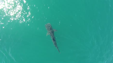Aerial-cenital-drone-shot-of-a-Whale-Shark-Swimming-in-the-Sea-of-Cortez,-La-Paz,-Baja-California-Sur