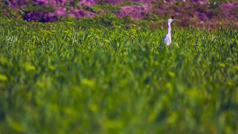 A-white-heron-in-green-crop,-Low-angle,-foreground-blur-shot