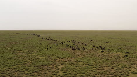 Gran-Manada-De-ñus-Moviéndose-A-Través-Del-Valle-Del-Serengeti-Durante-La-Gran-Temporada-De-Migración,-Parque-Nacional-Del-Serengeti,-Tanzania