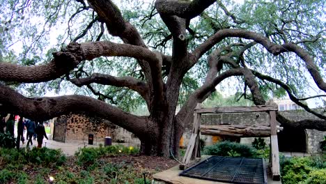 This-large-oak-tree-on-The-Alamo-grounds-is-over-100-years-old-and-its-branches-fill-nearly-the-full-courtyard-by-the-old-barracks