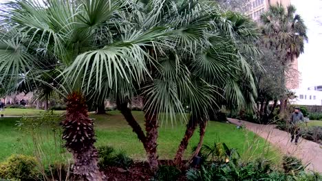 Gut-Gepflegte-Palmen-Rund-Um-Die-Alamo-Gärten