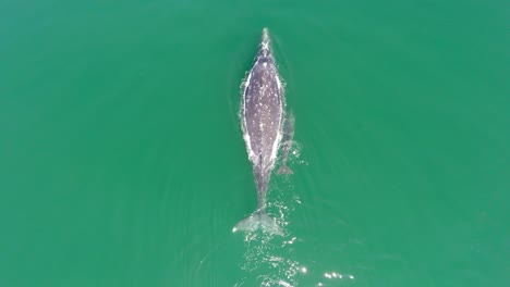 Aerial-centinal-plane-shot-of-a-Gray-Whale-with-her-calf-in-the-Ojo-de-Liebre-lagoon,-Biosphere-Reserve-of-El-Vizcaino,-Baja-California-Sur