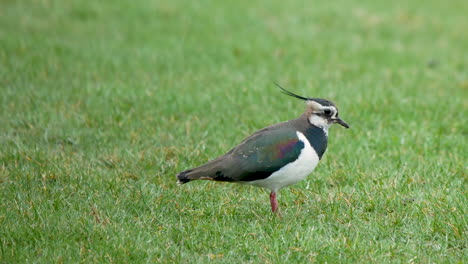 Lapwing-on-farmland-pasture-in-the-early-springtime-looking-for-earthworms-on-the-surface-of-the-ground-and-showing-it's-foot-trembling-behaviour