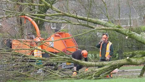 Council-tree-surgeons-wearing-hi-viz-safety-gear-chopping-tree-into-sections---putting-it-through-chipping-machine