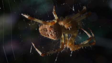 Macro-close-up-of-an-ordinary-common-brown-spider-protecting-the-garden-from-unwanted-pest,-slow-motion