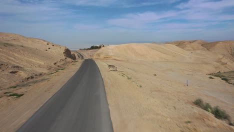 aerial-shot-pass-over-a-single-donkey-standing-by-isolated-road-in-the-desert,-Israel