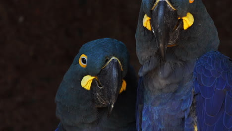 Head`s-closeup-of-a-couple-of-Lear`s-blue-macaw-in-an-Affectionate-moment