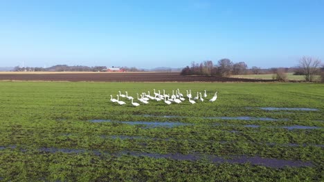 Flock-of-swans-on-green-wet-field