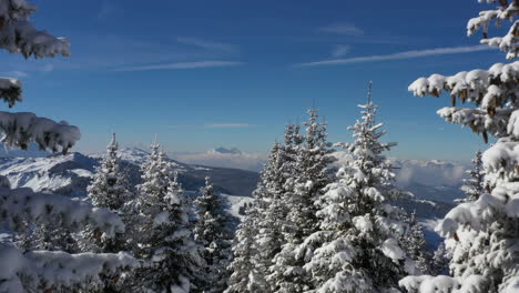 Aerial-shot-flying-trough-snow-covered-pine-trees-with-blue-sky-and-mountains-in-the-background