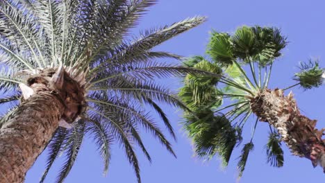 Dattelpalme-Und-Trachycarpus-Fortunei-Palmen-Mit-Blauem-Himmel-Im-Hintergrund
