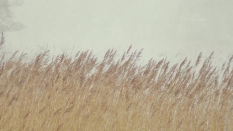 White-out-snow-blizzard-Lake-shore-reeds-Slow-motion