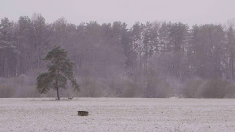 Distant-roe-deers-in-snowy-morning-walking-in-slow-motion