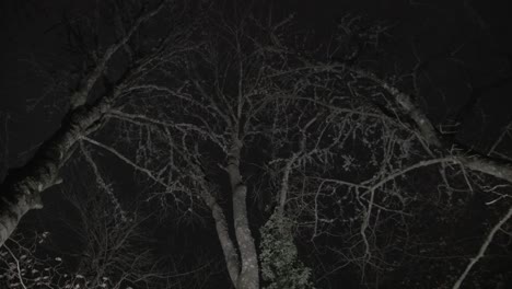 Copas-De-Los-árboles-Balanceándose-En-El-Bosque-Nocturno-Del-Viento