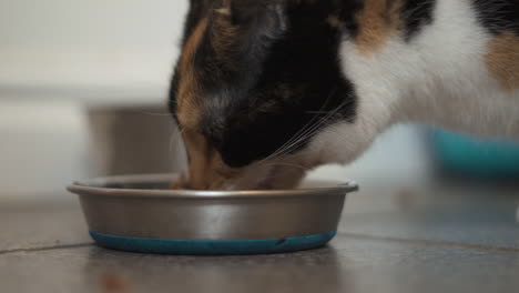Cat-eating-from-it's-bowl-in-a-kitchen