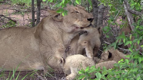 Lioness-with-Small-Cubs,-Affectionate-Interaction,-Greater-Kruger