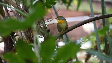 Colourful-Pekin-Robin-sitting-on-a-branch