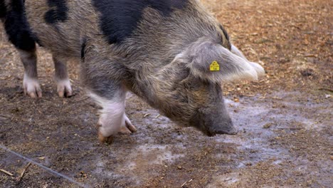 Two-coloured-pig-grazing-on-dirty-ground