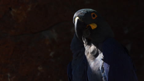 Closeup-of-two-Lear's-Blue-Macaw-at-a-sandstonewall,-Bahia,-Brazil