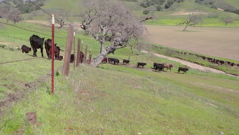 Camera-follows-barbed-wire-fence-as-the-cattle-file-into-their-fresh-green-pasture-on-a-summer-day