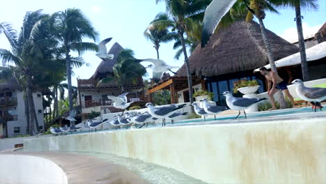 Fit-Man-Jumping-Into-The-Resort-Pool-With-Birds-On-The-Edge-Flying-Away-And-Woman-Paddling
