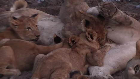 Close-Up-Lion-Cubs-Suckling-from-Mother-Lioness