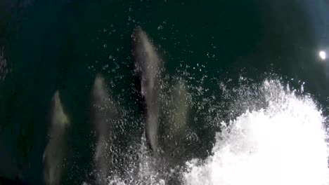 Springende-Delfine-Im-Boot-Wachen-Auf,-Während-Sie-Um-Den-Milford-Sound-In-Neuseeland-Herumfahren