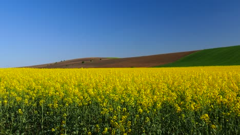 Fields-with-blossoming-rape.-A-beautiful-spring-landscape