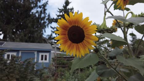 Sonnenblumen-In-Voller-Blüte-Im-örtlichen-Gemeinschaftsgarten-In-Einer-Wohngegend