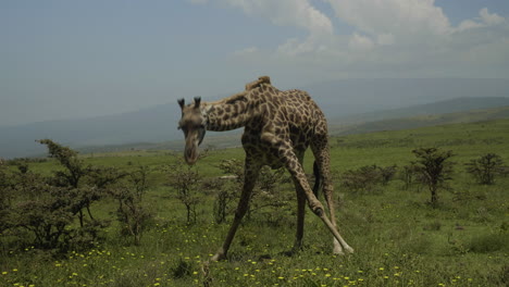Giraffe-eating-grass-on-the-hill-of-Ngorongoro-ridge,-Tanzania