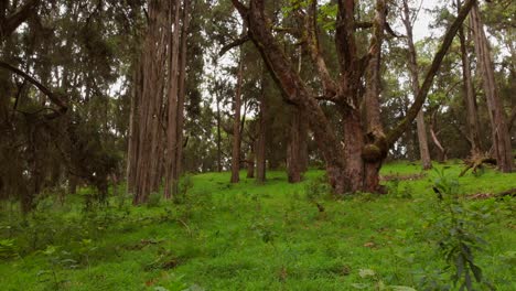 A-green-lush-forest-on-the-slopes-of-Mount-Kenya