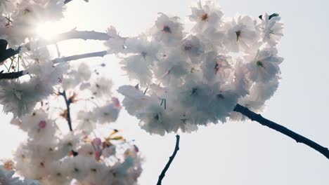 Blütenbaum-Vor-Einem-Dunstigen-Blauen-Himmel