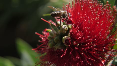 Eine-Honigbiene,-Die-Mit-Ameisen-Auf-Einer-Roten-Blume-Aus-Nächster-Nähe-Und-Zeitlupe-Konkurriert