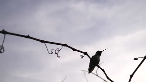 A-hummingbird-in-silhouette-flying-in-slow-motion-and-landing-on-a-small-branch-to-rest-after-collecting-nectar-and-pollinating-plants-and-flowers