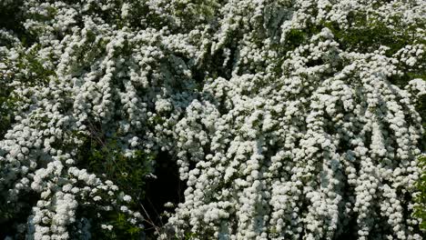 Blooming-white-shrubs