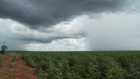 Campo-De-Algodón-Tempestuoso-Timelapse-En-Brasil
