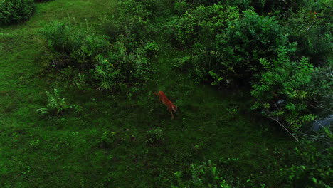 Aerial-video-of-a-puma-walking-through-the-swamp,-Pantanal,-Mato-Grosso,-Brazil