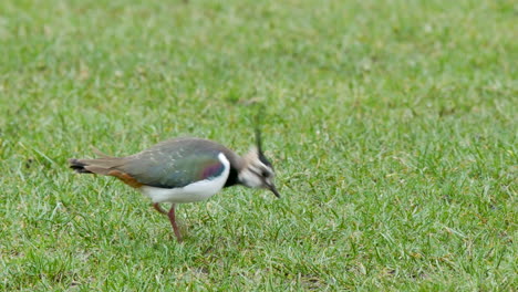 Lapwing-on-a-short-grassy-field-stepping-forward-and-stooping-to-catch-a-earthworm