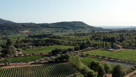 Aerial-drone-footage-of-wineyards-in-Provence,-France