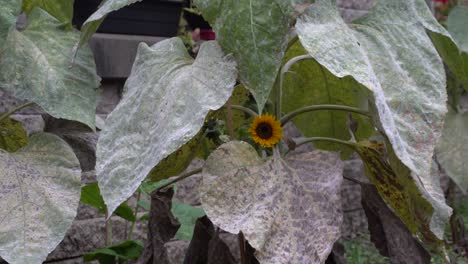 The-little-sunflower-is-smiling