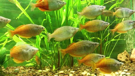 Fishes-swimming-in-the-aquarium