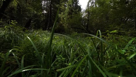 FPV-pull-through-high-grass-to-reveal-fern-and-moss-covered-trees-in-the-rain-forest,-slow-motion