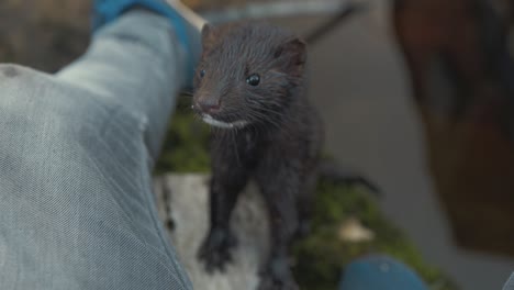 Amazing-close-up-of-curious-Wild-Mink